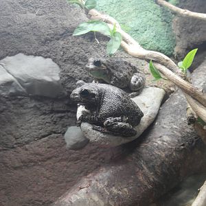 Cypress Swamp - Barking Tree Frog