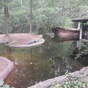 Cypress Swamp - Alligator (Exhibit 2)