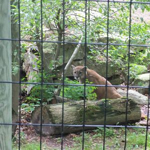 Cougar / Mountain Lion