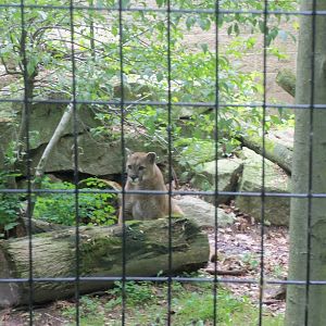 Cougar / Mountain Lion