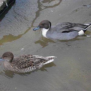 Northern Pintails, 13th April 2014