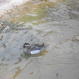Recently arrived Garganey, 13th April 2014