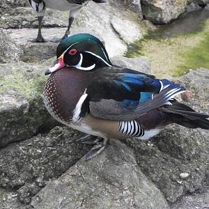 Carolina drake, 13th April 2014