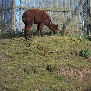 Alpaca Mountain? 13th April 2014