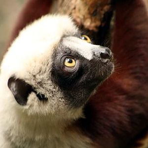 Coquerel's Sifaka