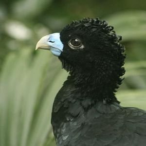 Blue-billed Curassow
