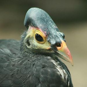 Maleo