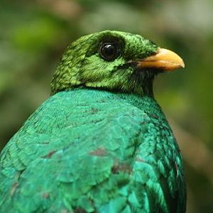 Golden-headed Quetzal