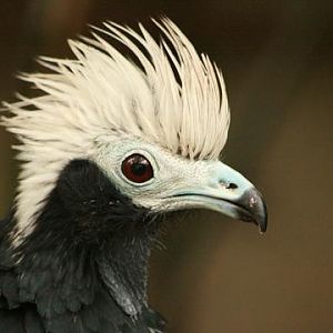 Blue-throated Piping-guan