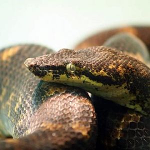 Solomon Island Tree Boa