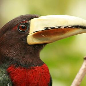 Ivory-billed Aracari