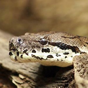 Dumeril's Boa