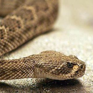 Western Diamondback Rattlesnake