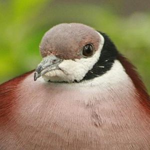 Collared Imperial-pigeon