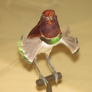 King Bird of Paradise