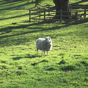 Robyn aka Patch, 14th April 2014