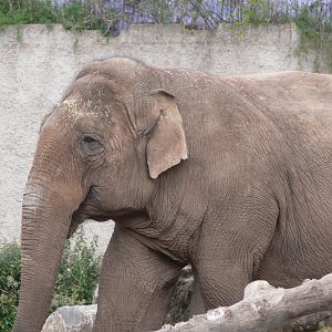 Asian Elephant at Chester Zoo, 14/04/14