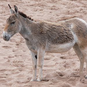 Persian Onager at Chester Zoo, 14/04/14