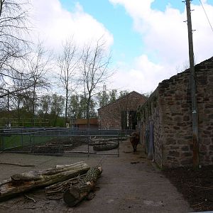 Buffalo exhibit at Chester Zoo, 14/04/14