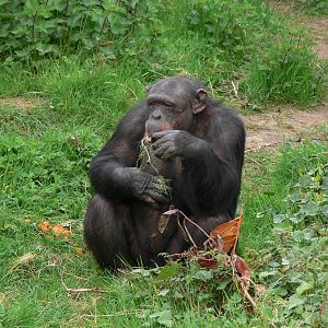 Chimpanzee at Chester Zoo, 14/04/14