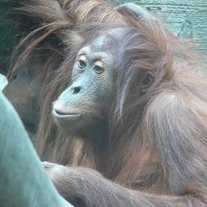 Sumatran Orangutan at Chester Zoo, 14/04/14