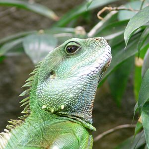 Thailand Water Dragon at Chester Zoo, 14/04/14
