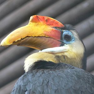 Sunda Wrinkled Hornbill at Chester Zoo, 14/04/14