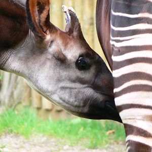 Okapis at Chester Zoo, 14/04/14