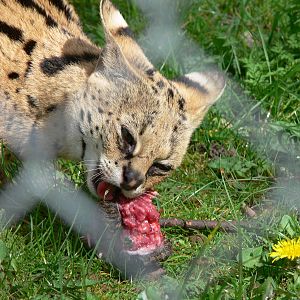 Serval at Chester Zoo, 14/04/14