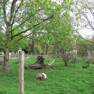 Anteater exhibit at Chester Zoo, 14/04/14
