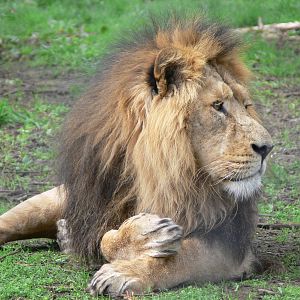 Asian Lion at Chester Zoo, 14/04/14