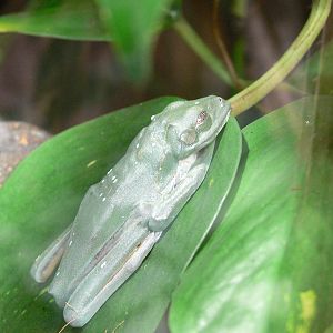 Morelet's Tree Frog at Chester Zoo, 14/04/14