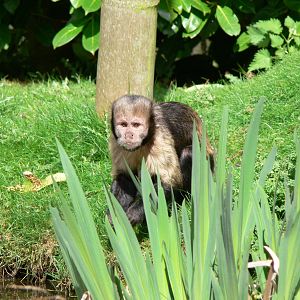 Buffy Headed Capuchin at Chester Zoo, 14/04/14
