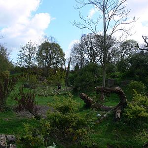 Bear Exhibit at Chester Zoo, 14/04/14