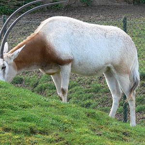 Scimitar Horned Oryx at Chester Zoo, 14/04/14
