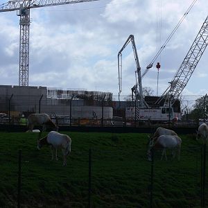 Islands Construction at Chester Zoo, 14/04/14