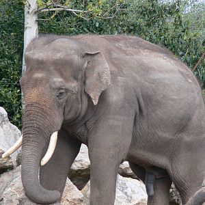 Asian Elephant at Chester Zoo, 14/04/14