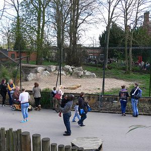 Lion Exhibit at Chester Zoo, 14/04/14