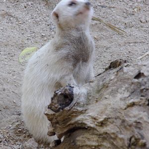 White Meerkat
