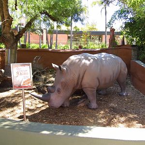 Rhino in enclosure