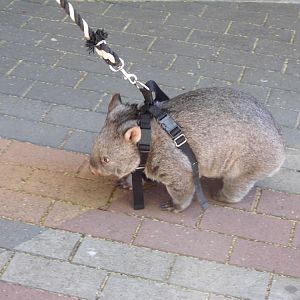 Wombat walk