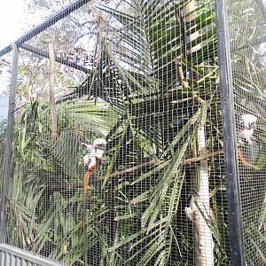 Tamarin Enclosure