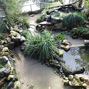 Penguin Enclosure