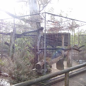 White fronted lemure enclosure