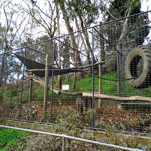 Spider Monkey Enclosure