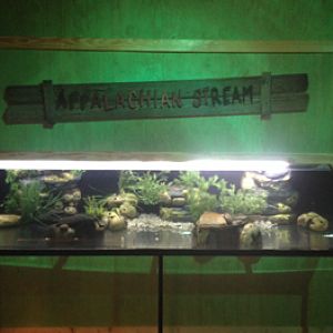 Appalachian Stream (Hellbender/Brook Trout) exhibit