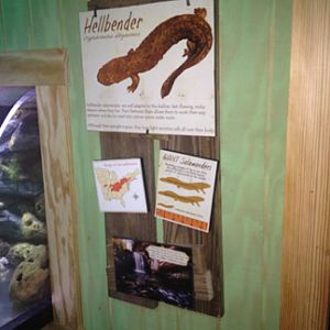 Appalachian Stream graphics