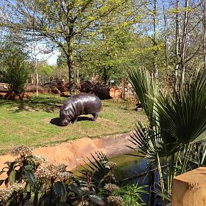 Pygmy hippo