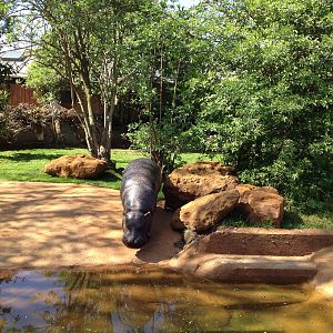 Pygmy hippo