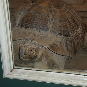 Education Center Building- Tortoise